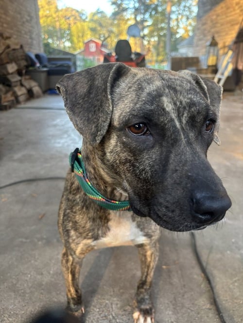 MORRI - Pit Bull Terrier available for adoption