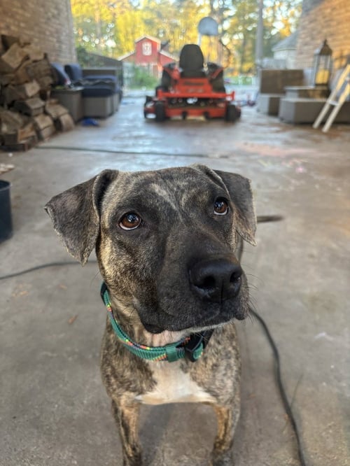MORRI - Pit Bull Terrier available for adoption