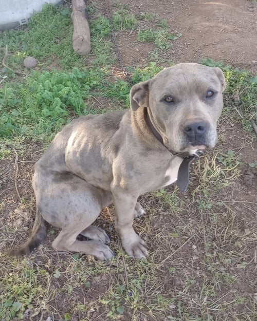 ZOE - American Staffordshire Terrier available for adoption