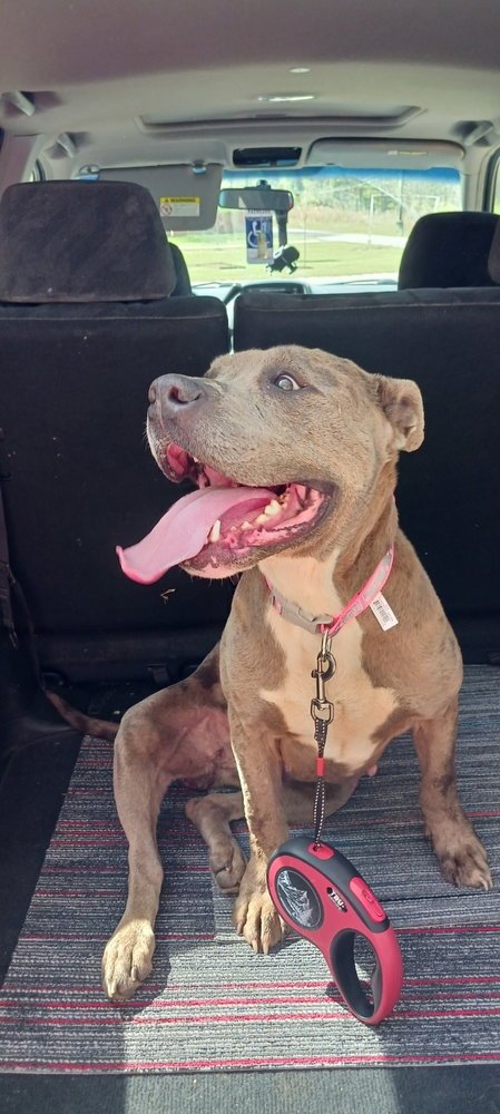 ZOE - American Staffordshire Terrier available for adoption