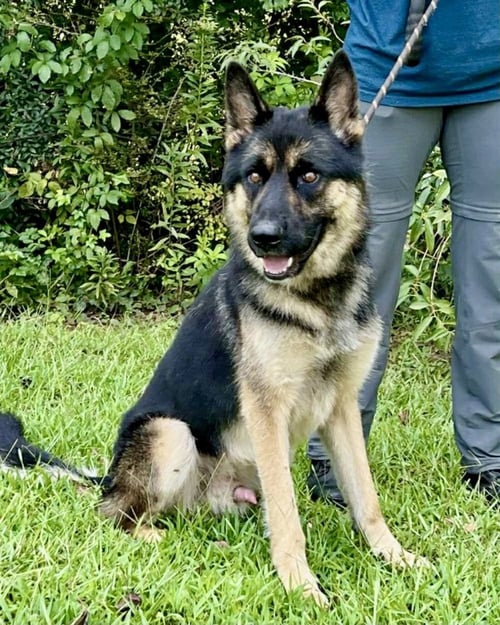 JOSE - German Shepherd Dog available for adoption