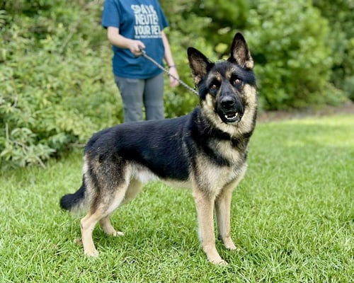 JOSE - German Shepherd Dog available for adoption