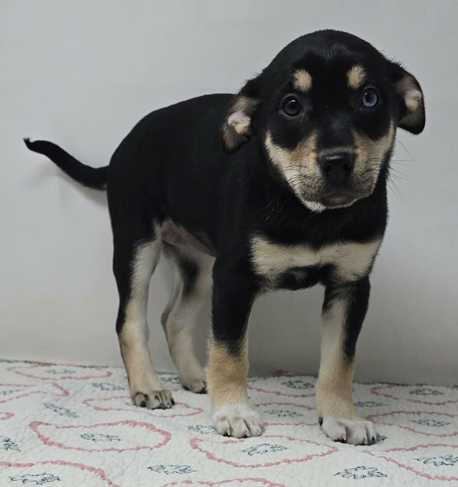 AUDREY (A-LITTER) - Australian Shepherd available for adoption