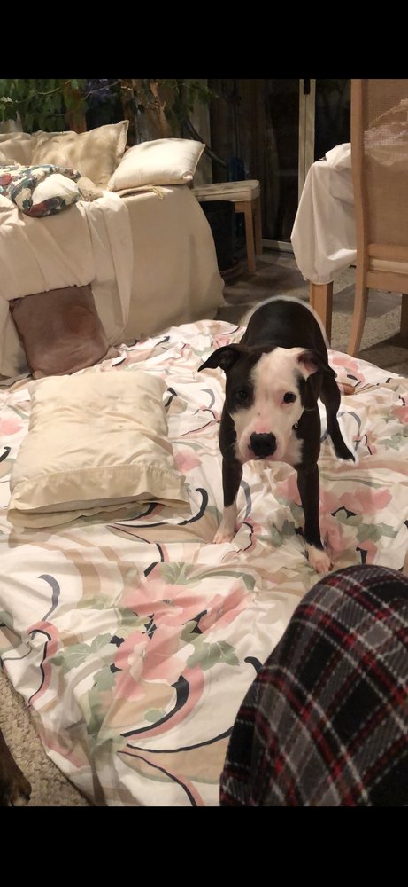 AC - VIOLET (DIAMOND'S LITTER) - Boxer / Pit Bull Terrier available for adoption