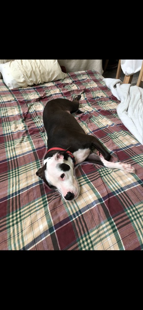 AC - VIOLET (DIAMOND'S LITTER) - Boxer / Pit Bull Terrier available for adoption