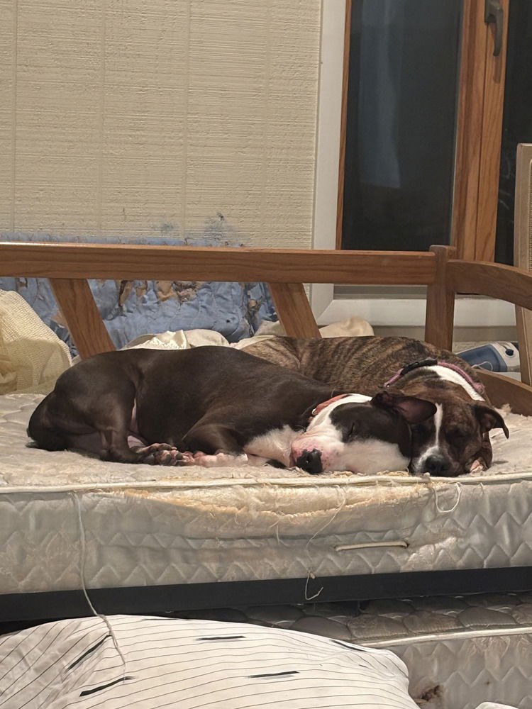 AC - Violet (Diamond's Litter) - Photo 4