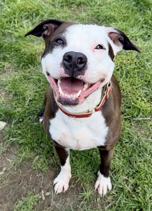 VIOLET - Boxer / Pit Bull Terrier available for adoption