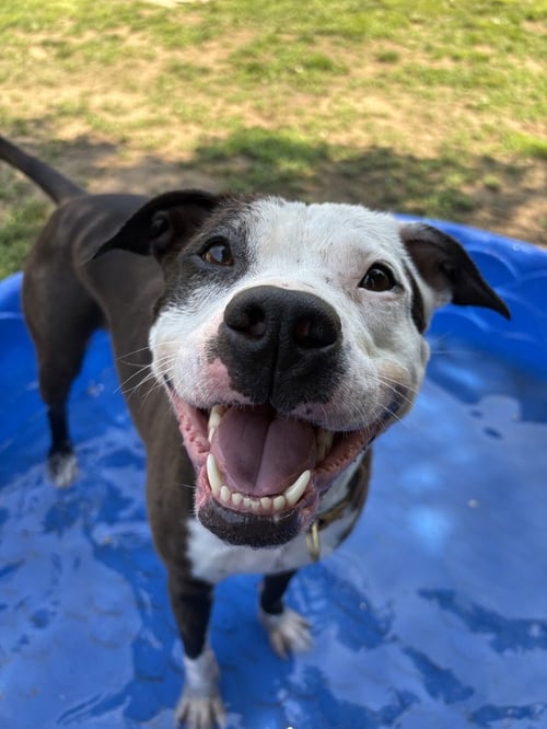 VIOLET - Boxer / Pit Bull Terrier available for adoption