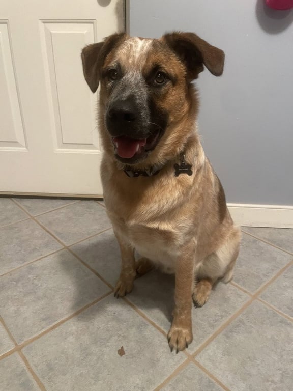 Leonard (Big Bang Theory Litter) Image