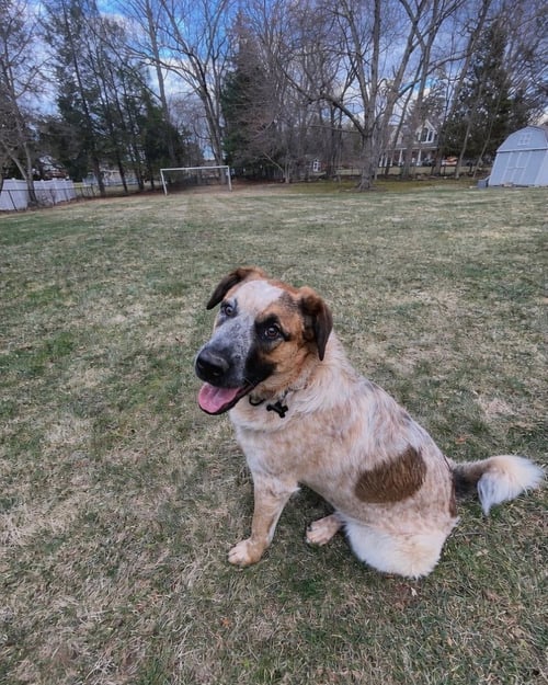 LEONARD (BIG BANG THEORY LITTER) - Australian Cattle Dog/Blue Heeler / Labrador Retriever available for adoption
