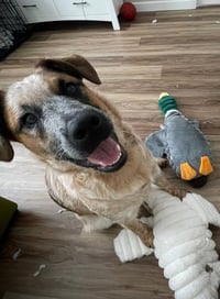 Leonard (Big Bang Theory Litter) - Photo 3