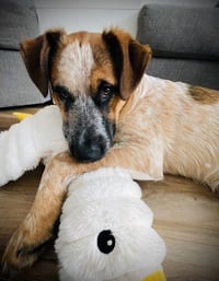 Leonard (Big Bang Theory Litter) - Photo 4