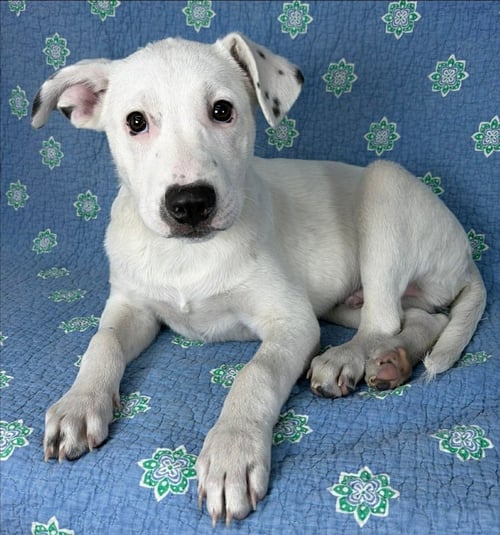 ALONSO - Labrador Retriever / Hound available for adoption