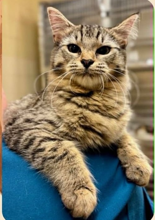DORI (SOUTH CAROLINA FOUR) - Domestic Short Hair available for adoption