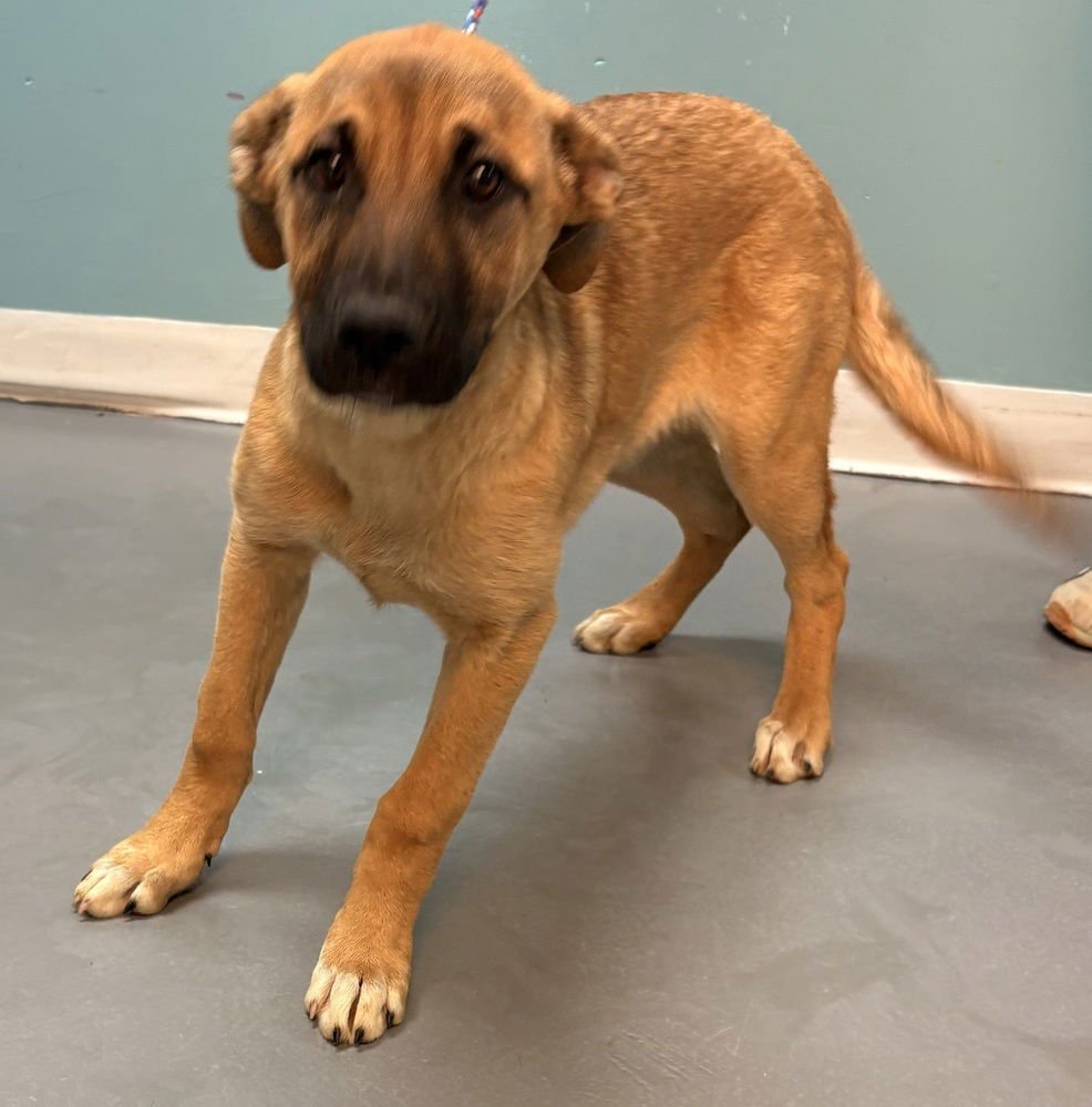 NOVA (N TRIO) - German Shepherd Dog / Black Mouth Cur available for adoption