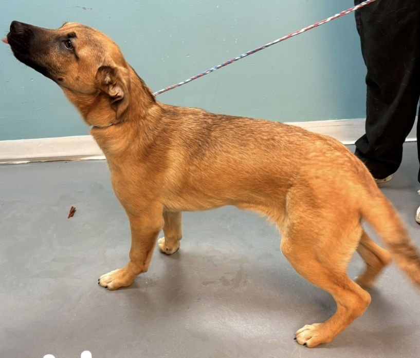 NOVA (N TRIO) - German Shepherd Dog / Black Mouth Cur available for adoption
