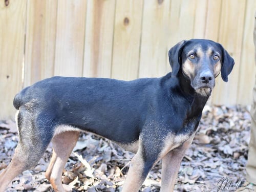 MONTANA - Labrador Retriever / Black and Tan Coonhound available for adoption