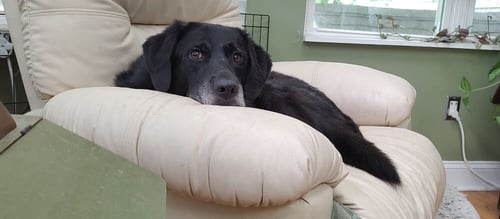BLAKE - Labrador Retriever / Chow Chow available for adoption