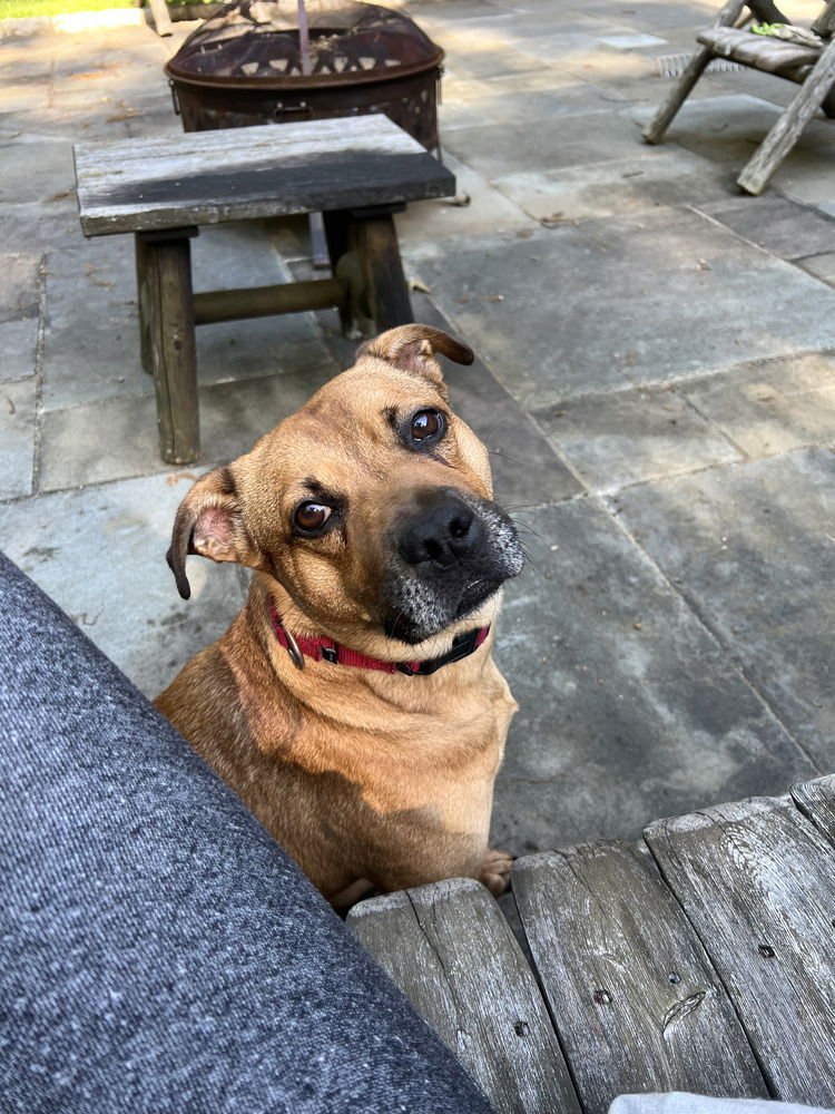 AC - AJAX - Labrador Retriever / Pit Bull Terrier available for adoption