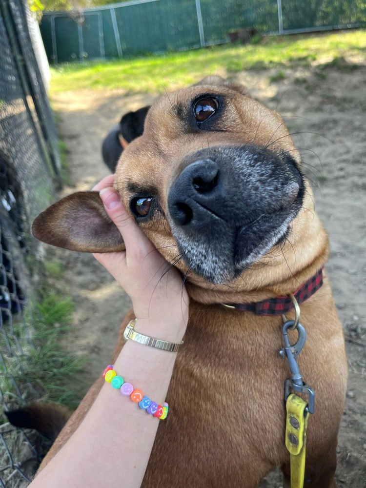 AC - AJAX - Labrador Retriever / Pit Bull Terrier available for adoption