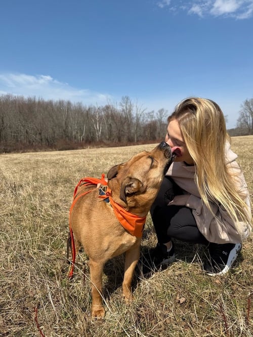 AC - AJAX - Labrador Retriever / American Staffordshire Terrier available for adoption