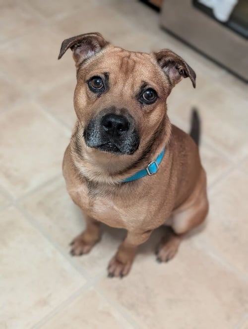 AC - AJAX - Labrador Retriever / American Staffordshire Terrier available for adoption