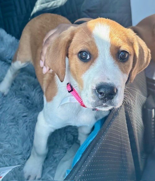 BLOSSOM (HONEYBEE LITTER) - Labrador Retriever / Terrier available for adoption