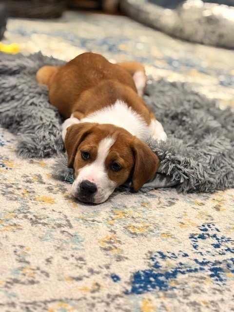 BLOSSOM (HONEYBEE LITTER) - Labrador Retriever / Terrier available for adoption