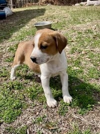 Blossom (Honeybee Litter) - Photo 3