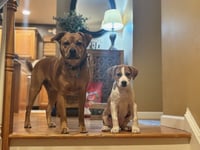 Blossom (Honeybee Litter) - Photo 4