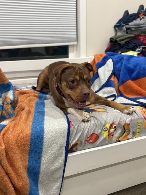 RUBY (FKA SARAH) - American Staffordshire Terrier available for adoption