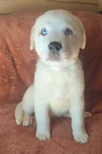 Nettle (N Puppies) - Photo 4