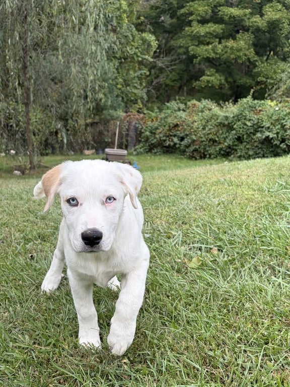 Nettle (N Puppies) Image