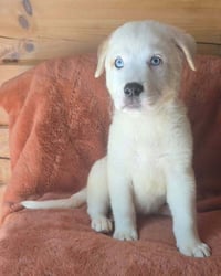 Nettle (N Puppies) - Photo 3