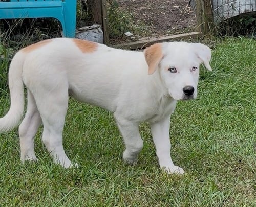 NETTLE (N PUPPIES) - Great Pyrenees available for adoption