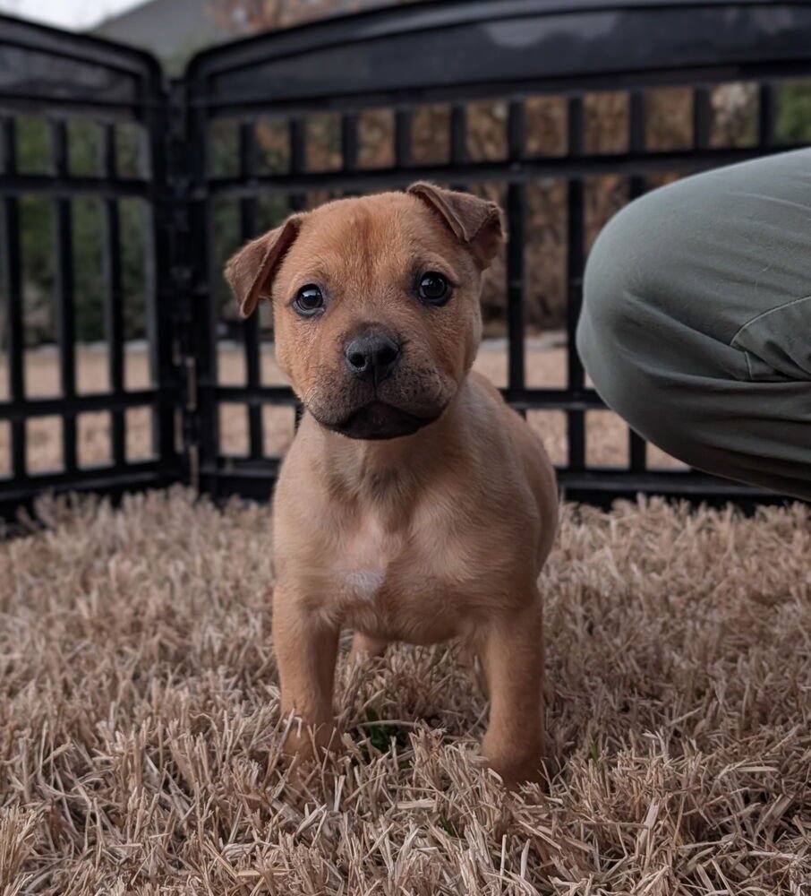 BEAR - Pit Bull Terrier / Rottweiler available for adoption