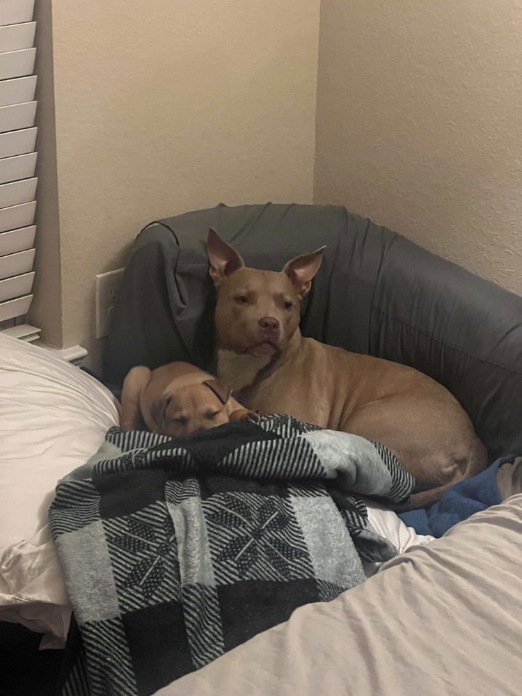 BEAR - Pit Bull Terrier / Rottweiler available for adoption