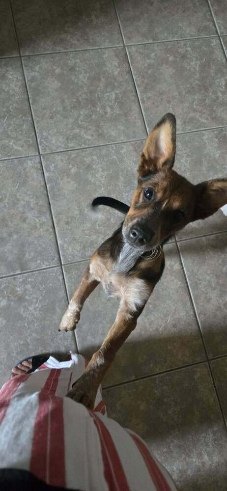 GINNY (G SISTERS) - Labrador Retriever / Australian Cattle Dog/Blue Heeler available for adoption
