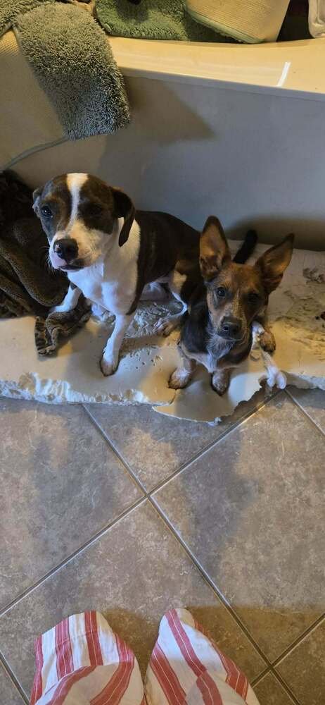GINNY (G SISTERS) - Labrador Retriever / Australian Cattle Dog/Blue Heeler available for adoption