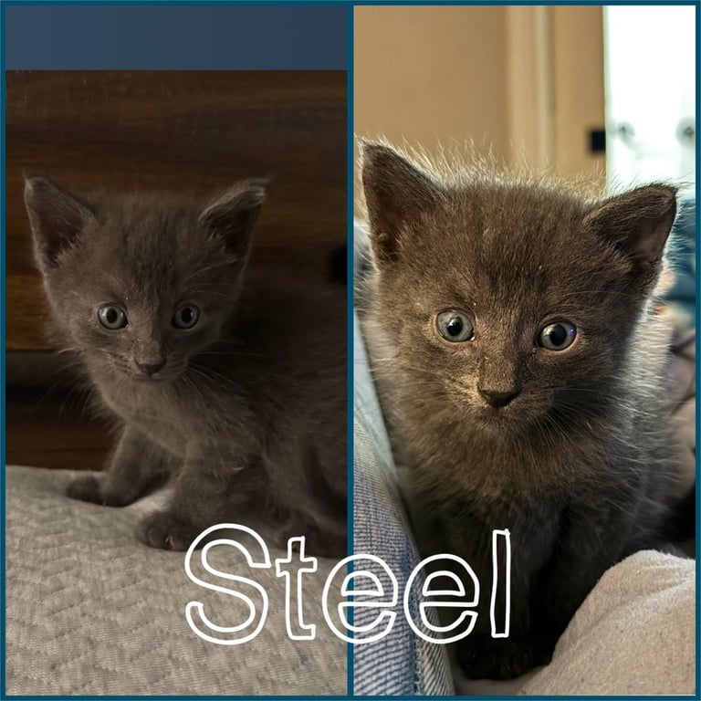Steel Image