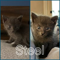 Steel - Photo 1