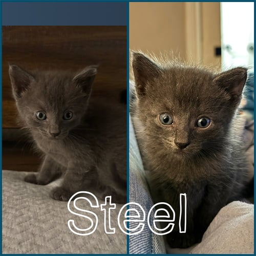 STEEL - Domestic Short Hair available for adoption
