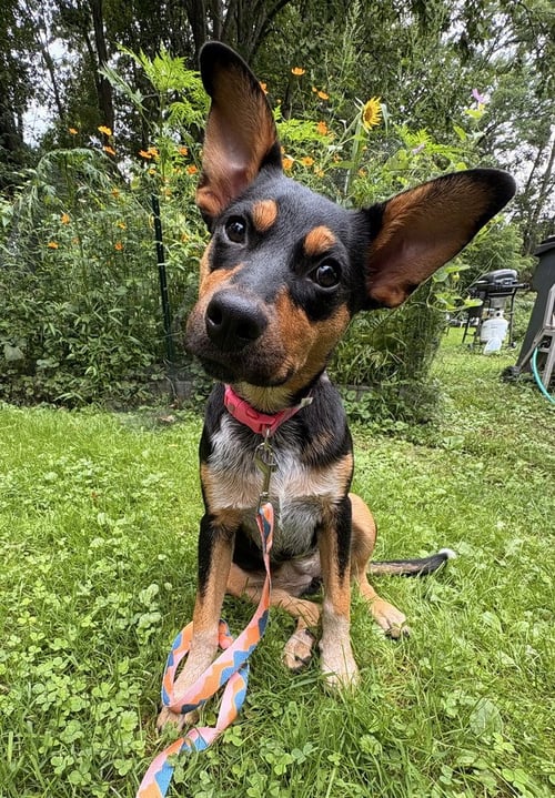 ZEPPELIN (ROCK STAR LITTER) - German Shepherd Dog / Cattle Dog available for adoption