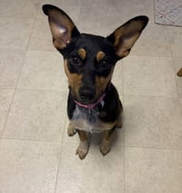 Zeppelin (Rock Star Litter) - Photo 3