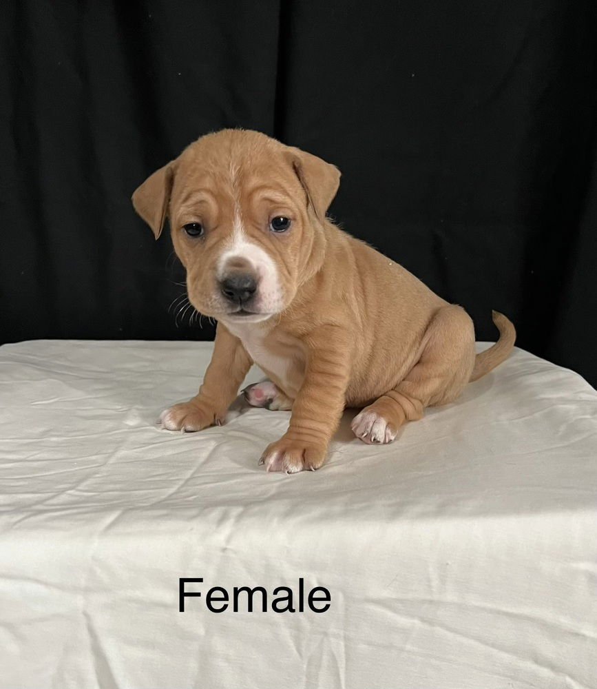 GLORIA (NORMA'S PUPS) - American Staffordshire Terrier / American Pit Bull Terrier available for adoption