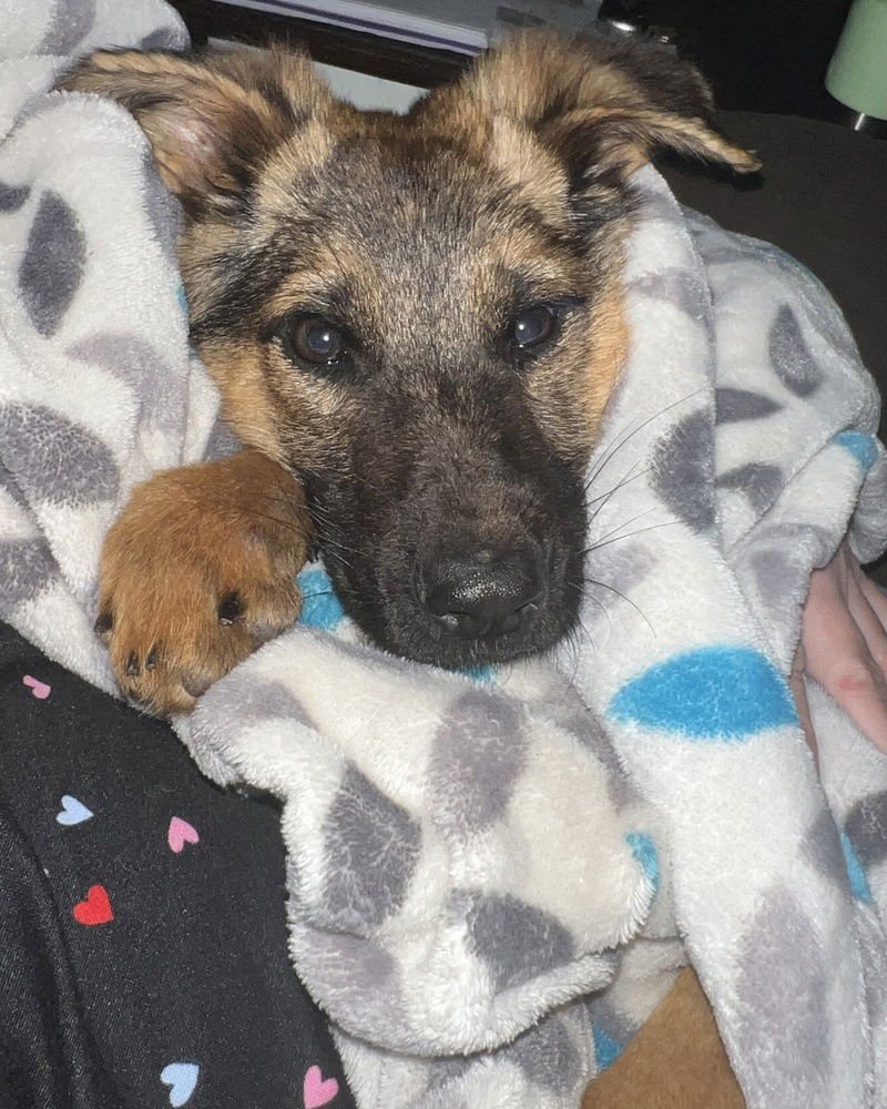 PONCHO - German Shepherd Dog available for adoption