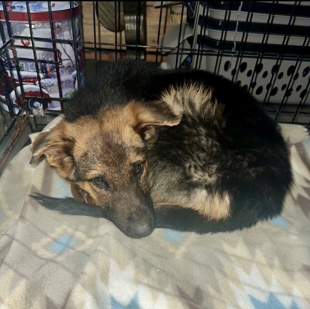 PONCHO - German Shepherd Dog available for adoption