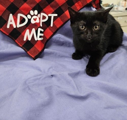 PHIL (RUGRATS LITTER) - Domestic Short Hair available for adoption