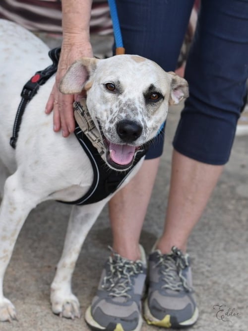 EDDIE - Jack Russell Terrier / Cattle Dog available for adoption