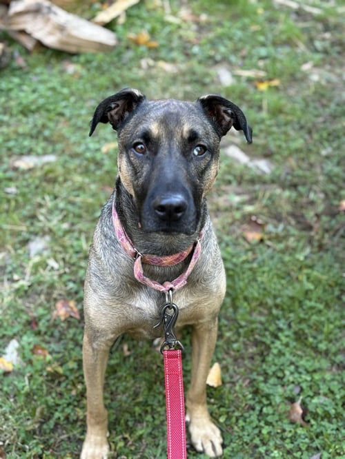 LONE - German Shepherd Dog / Shepherd available for adoption